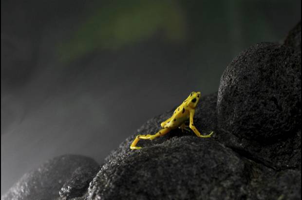 Reuters - El hongo entr&#243; a Panam&#225; en 1993 por la zona fronteriza con Costa Rica, y ha seguido movi&#233;ndose desde el oeste del pa&#237;s hacia la ciudad de Panam&#225;, donde entre 2010 y 2011 se detect&#243; su presencia en el Parque Nacional Soberan&#237;a.