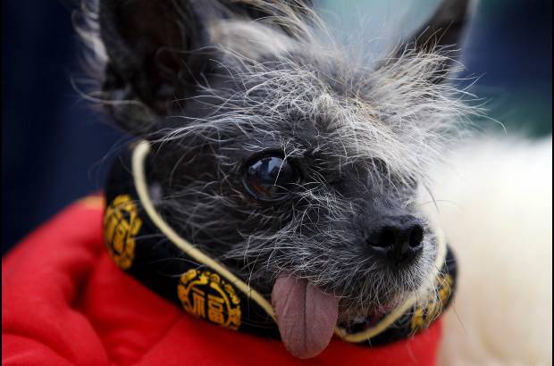 Reuters - En esta versi&#243;n del concurso del perro m&#225;s feo del mundo participaron 29 caninos.
