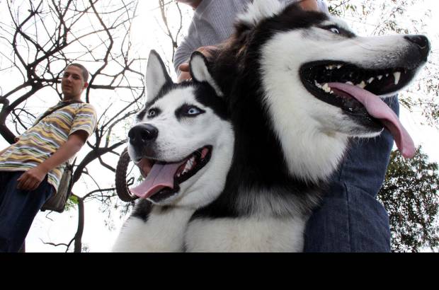 Manuel Saldarriaga - Estos perros son la pasi&#243;n de los integrantes de la Fundaci&#243;n Amigos de los Siberian Husky y Alaskan Malamute en Colombia.