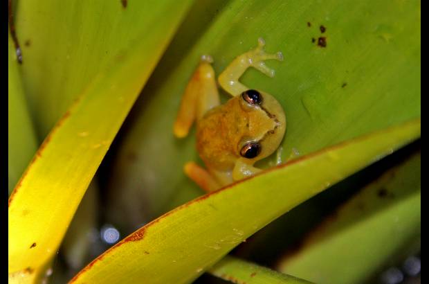 Henry Agudelo - Una reserva en la Sierra Nevada de Santa Marta permite investigar y proteger numerosas especies animales.