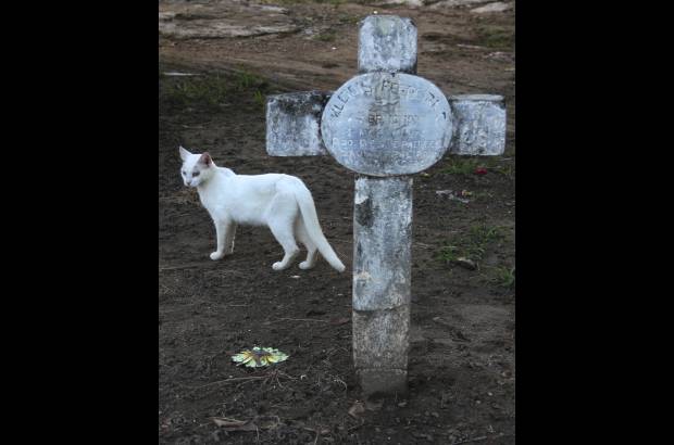 Mario Franco-Colprensa - El Cementerio Municipal de Mompox, Bol&#237;var, es un lugar fascinante que a lo largo de los a&#241;os ha tenido un apacible deterioro, en sus tumbas se pueden encontrar l&#225;pidas que datan del a&#241;o 1831. El descanso eterno de sus hu&#233;spedes es singularmente cuidado por gatos, felinos que se pasean por las tumbas en lo que parecieran rondas de estricta vigilancia.