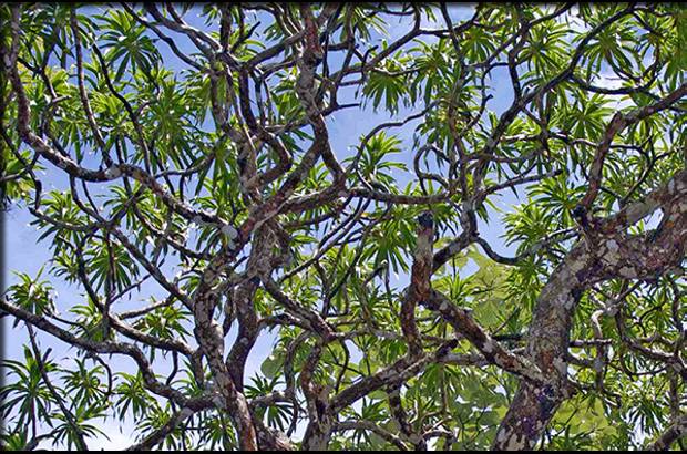 Foto Paul Wikin - &#193;rbol drag&#243;n (Dracaena kaweesakii) de 12 metros de alto. Habitante de unas provincias en Tailandia.
