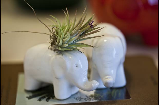 Habibi Plantitas - Los elefantes son portadores de buena suerte y abundancia.