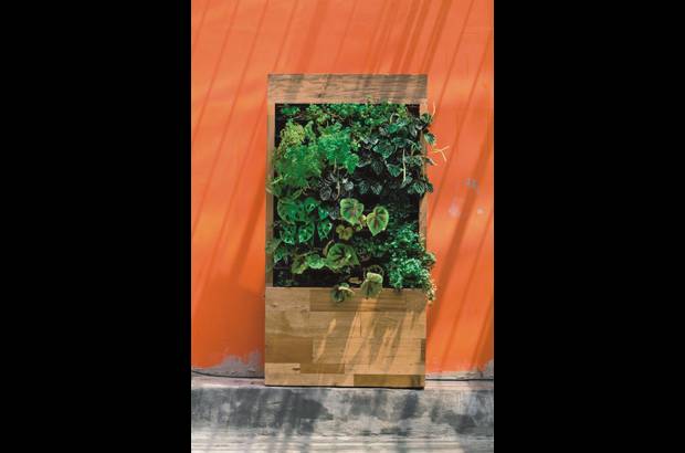 Ecodiseño - Plantae es una iniciativa del ingeniero de diseño de producto Diego González. Con ella busca crear soluciones medioambientales con superficies vivas en exteriores e interiores. Apuesta por la creación de jardines verticales adaptables a cualquier espacio, con diseños que parten de los colores y tamaños de las especies que cada cliente desea: desde un jardín portátil hasta otro hecho a la medida y a gran escala. Informes: 312 834 49 01.