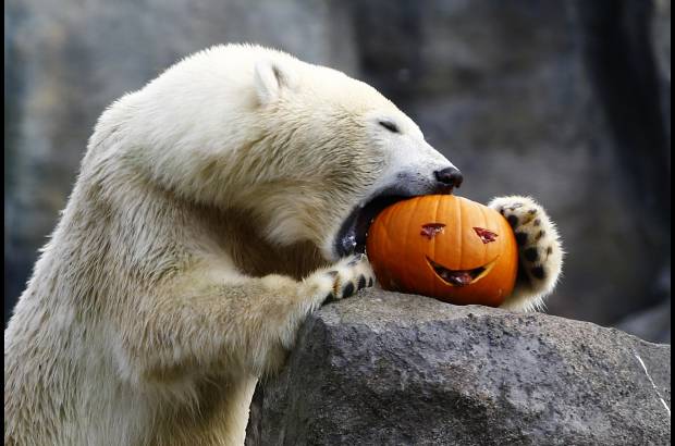 Reuters - El Halloween tambi&#233;n lo celebra este oso polar en el zool&#243;gico Tiergarten Sch&#246;nbrunn en Viena.