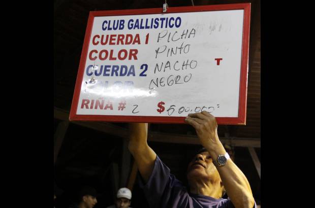 Julio C&#233;sar Herrera - Por muy bueno que sea un gallo, no es com&#250;n que venza en m&#225;s de 10 ocasiones. Dicen que &#34;Culimbo&#34; se llamaba un gallo que gan&#243; 22 pelas.