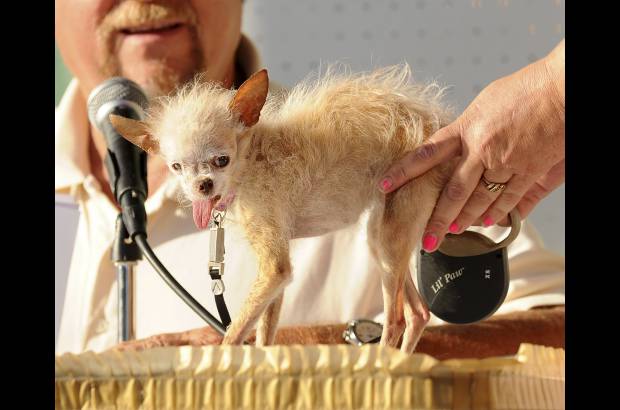 AP - En la imagen Yoda, Chihuahua, durante plena competencia.