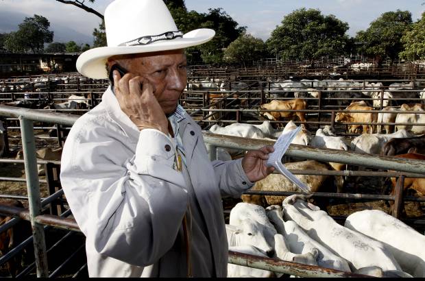 Foto Donaldo Zuluaga - Javier S&#225;nchez es uno de los comisionistas a quienes encargan varios ganaderos la comercializaci&#243;n de sus novillos y reses.