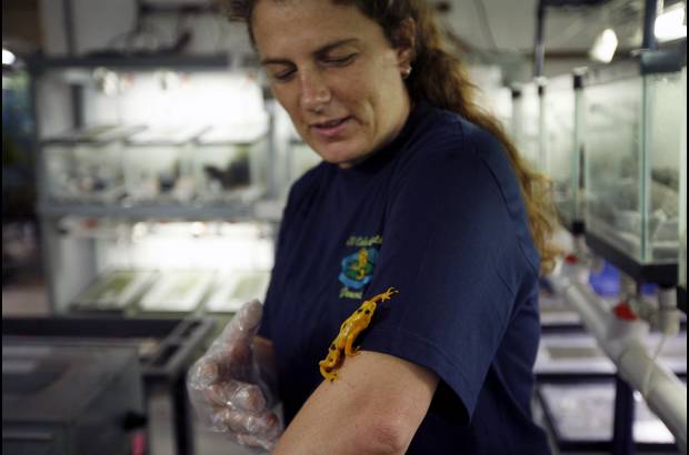 Reuters - En Panam&#225; hay 200 especies de anfibios (ranas, sapos, salamandras y cecilias), de las que un 33 por ciento est&#225;n amenazadas por el hongo qu&#237;trido, afirm&#243; el director del Proyecto de Rescate y Conservaci&#243;n de Anfibios de Panam&#225;, Roberto Iba&#241;ez, que cit&#243; datos de la Uni&#243;n Internacional para la Conservaci&#243;n de la Naturaleza (UICN).