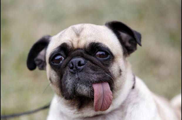 Reuters - Calvos o peludos, grandes o peque&#241;os, chinos o mexicanos, los perros que participan en este concurso son aclamados y aplaudidos por el p&#250;blico que se divierte en el evento.