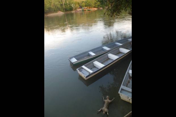Melissa Rodr&#237;guez - Seg&#250;n habitantes del municipio de Sons&#243;n, el pasado fin de semana el cadaver de un jaguar fue encontrado por un grupo de ni&#241;os que nadaba en el r&#237;o La Miel.