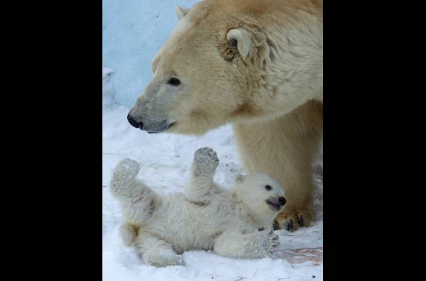 AP - Un oso polar y su cachorro juega en el Zool&#243;gico de Novosibirsk, al este de Mosc&#250;, Rusia.