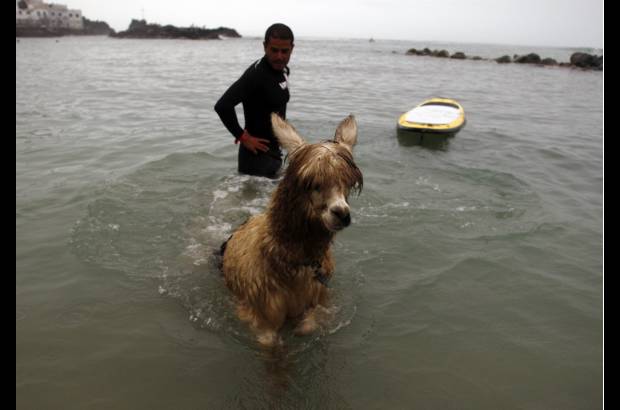 Reuters - Pianezzi ense�a a surfear a ni�os y animales como perros. Ahora su desaf�o es con la alpaca.