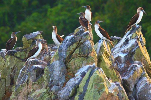FOTO MANUEL SALDARRIAGA - La abundancia en flora en este Parque Nacional es especial: hasta el momento se reconocen 161 especies distribuidas en 104 géneros, de las cuales 17 son endémicas.