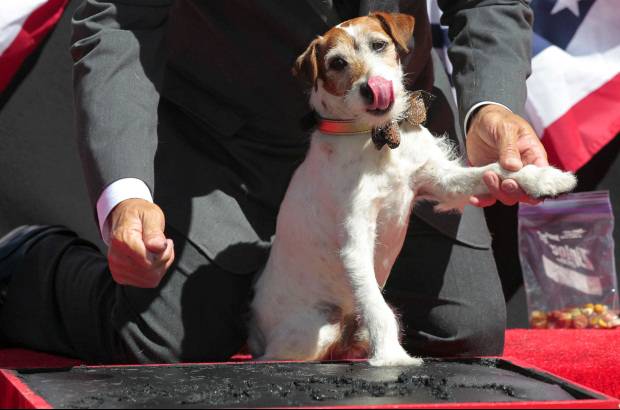 Reuters - Uggie ya hab&#237;a recibido en 2011 el premio Palma de Perro en el Festival Internacional de Cine de Cannes.
