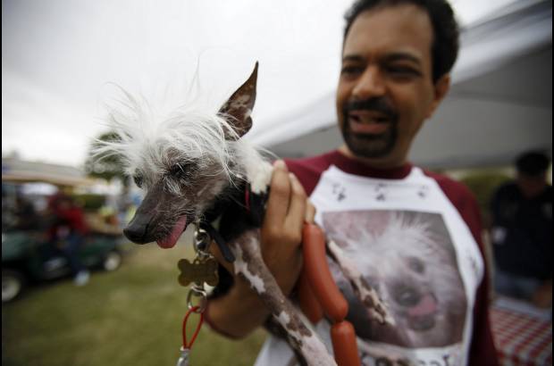 Reuters - El concurso del perro m&#225;s feo del mundo se realiz&#243; durante la feria Sonoma-Marin en Pentaluma, California. Icky, un perro chino con cresta, particip&#243; en el certamen.