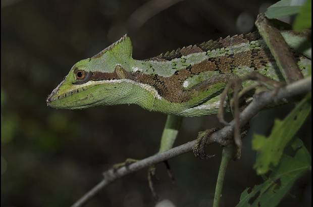 Cortes&#237;a - 50 metros tiene el punto m&#225;s ancho y diez metros tiene la parte m&#225;s profunda del agua.