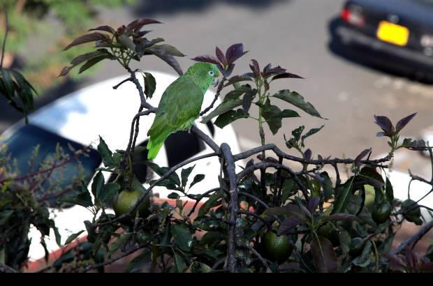 Donaldo Zuluaga - Al intentar rescatar a la lorita de un &#225;rbol de aguacates, en el que permanec&#237;a atrapada desde hace m&#225;s de tres d&#237;as, en compa&#241;&#237;a de una ardillita, el ave vol&#243; dejando a su due&#241;a y a quienes presenciaban el operativo con una gran tristeza.