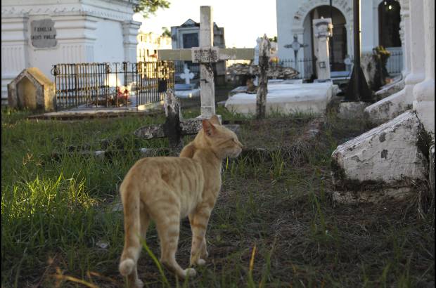 Mario Franco-Colprensa - El Cementerio Municipal de Mompox, Bol&#237;var, es un lugar fascinante que a lo largo de los a&#241;os ha tenido un apacible deterioro, en sus tumbas se pueden encontrar l&#225;pidas que datan del a&#241;o 1831. El descanso eterno de sus hu&#233;spedes es singularmente cuidado por gatos, felinos que se pasean por las tumbas en lo que parecieran rondas de estricta vigilancia.