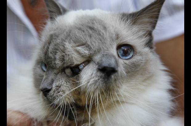 AP - El gato fue llevado cuando ten&#237;a un d&#237;a de nacido para ser sacrificado pero su hoy due&#241;a lo impidi&#243; y se lo llev&#243; a su casa.