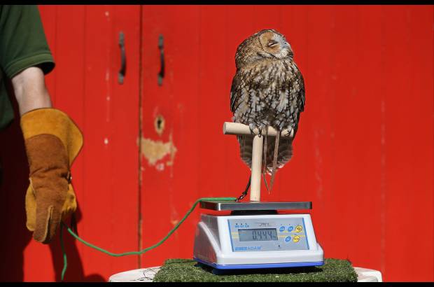 Reuters - Alberta, un buho hembra caf&#233;, posa en una escala durante una sesi&#243;n fotogr&#225;fica del zool&#243;gico de Londres para dar a conocer las medidas de todos los animales que viven all&#237;.