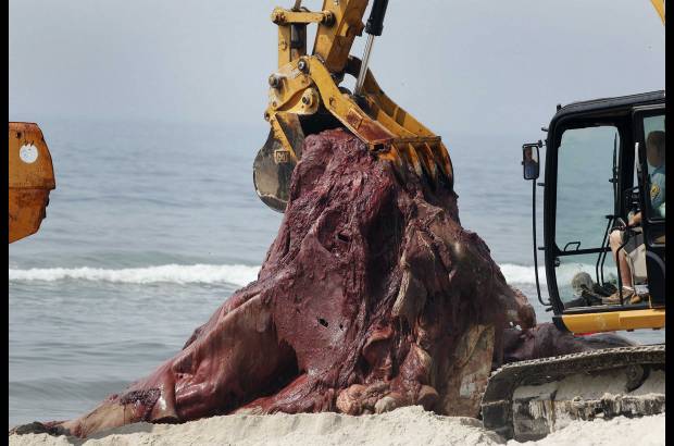 Reuters - Una ballena de aleta lleg&#243; a las playa frente a el Sands Beach Club en Atlantic Beach, en Nueva York, para retirar sus restos fue necesario la utilizaci&#243;n de maquinaria pesada. Bi&#243;logos marinos investigar&#225;n la causa de la muerte.