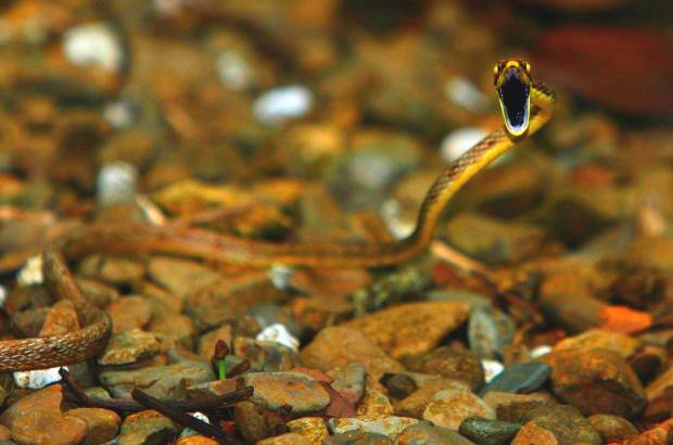 FOTO MANUEL SALDARRIAGA - La abundancia en flora en este Parque Nacional es especial: hasta el momento se reconocen 161 especies distribuidas en 104 géneros, de las cuales 17 son endémicas.