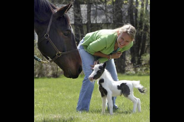 AP - El caballo m&#225;s peque&#241;o registrado en el libro Guinness de los r&#233;cords mundiales pes&#243; nueve libras, tres m&#225;s que Einstein.