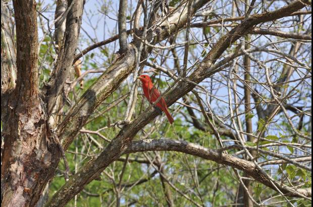 Cortes&#237;a - Otto Von Bertrab, gerente general de la reserva, sue&#241;a con su preservaci&#243;n, algo que solo se podr&#225; lograr si la declaran Patrimonio de la Humanidad.