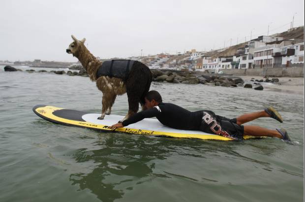 Reuters - Los peruanos cr�an alpacas, un cam�lido sudamericano similar a la llama.
