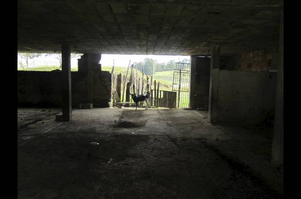 R&#243;binson S&#225;enz - Una de las terneras que habitan la prisi&#243;n abandonada.