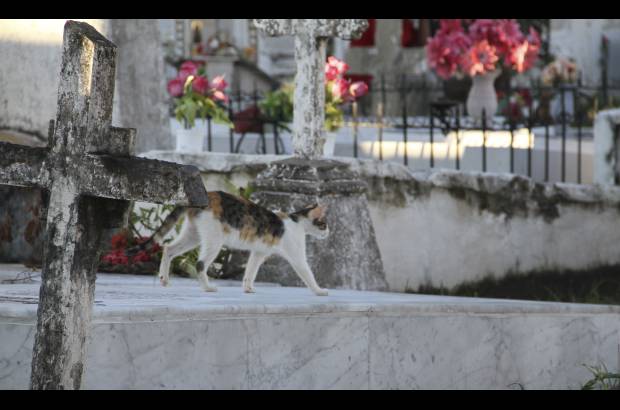 Mario Franco-Colprensa - El Cementerio Municipal de Mompox, Bol&#237;var, es un lugar fascinante que a lo largo de los a&#241;os ha tenido un apacible deterioro, en sus tumbas se pueden encontrar l&#225;pidas que datan del a&#241;o 1831. El descanso eterno de sus hu&#233;spedes es singularmente cuidado por gatos, felinos que se pasean por las tumbas en lo que parecieran rondas de estricta vigilancia.