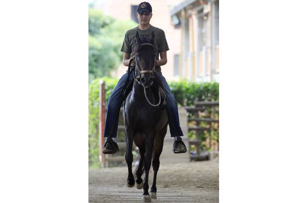 Robinson S&#225;enz - Caballo criollo colombiano, paso fino.