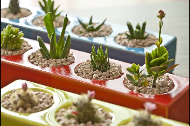 Habibi Plantitas - La combinación de colores aporta al diseño del espacio.