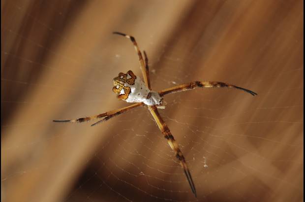 Cortes&#237;a - El hallazgo de la caverna ocurri&#243; hace seis a&#241;os, por casualidad, y desde hace cuatro a&#241;os se puede disfrutar como un destino inolvidable.