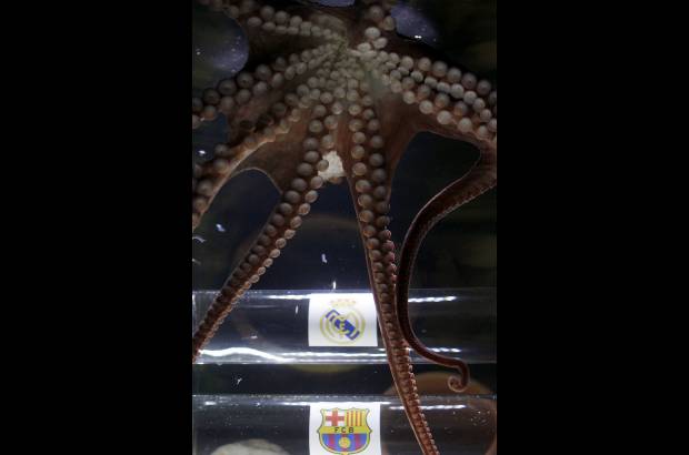Reuters - Iker se convirti&#243; en la principal figura del acuario de la ciudad de Benalm&#225;dena, un municipio espa&#241;ol de la provincia de M&#225;laga.