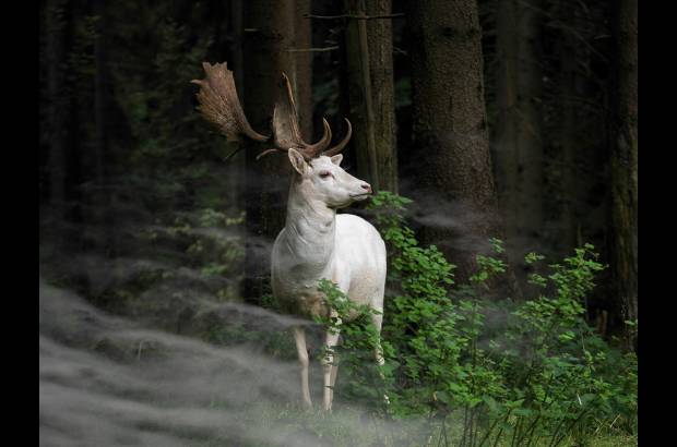2015 Sony World Photography Awards - Fot&#243;grafo Georg May, Alemania.