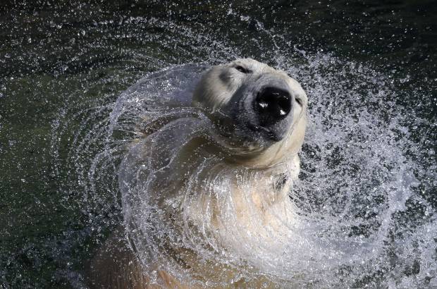 Reuters - Oso polar de 27 a&#241;os juega en el agua del zool&#243;gico de Leningrado, San Petesburgo, Rusia.