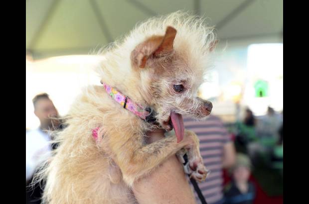 AP - El Concurso Mundial del Perro m&#225;s feo del mundo se cumpli&#243; en Petaluma, California, en Estados Unidos.