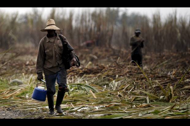 Manuel Saldarriaga - Los corteros de ca&#241;a son personajes t&#237;picos del paisaje a lo largo de Cauca y la regi&#243;n vecina del Valle del Cauca. Su tradicional labor se ha convertido en un referente no solo econ&#243;mico, sino sociocultural de ambas regiones.