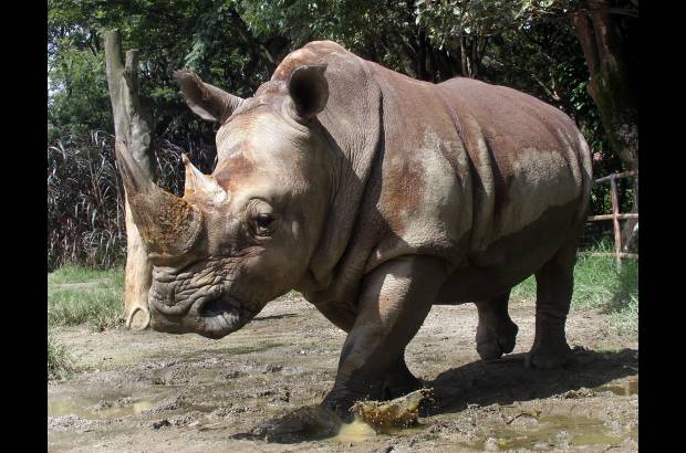 Julio César Herrera - La rinoceronte Vera dejó el Zoológico Santa Fe y se va para el parque temático Hacienda Nápoles, en el municipio de Puerto Triunfo.