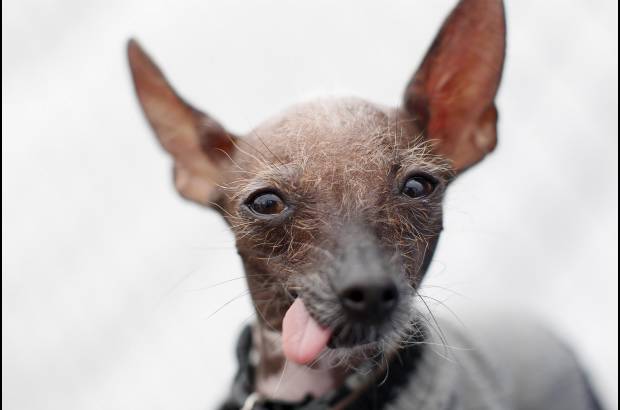 Reuters - La mayor&#237;a de los perros que participan en el concurso disfrutan la fama que les brinda el certamen. Llegan a convertirse en estrellas de eventos locales para mascotas.