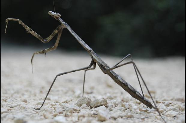 Cortes&#237;a - En algunas zonas de la reserva se debe caminar entre rocas y corales fosilizados, ra&#237;ces, estalactitas, estalagmitas, y puntos en los que hay que nadar por el r&#237;o y cenotes (pozos de agua).