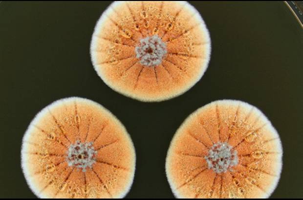 Foto Jan Dijksterhuis - Penicilina naranja (Penicilium vanoranjei) un hongo aislado en T&#250;nez.