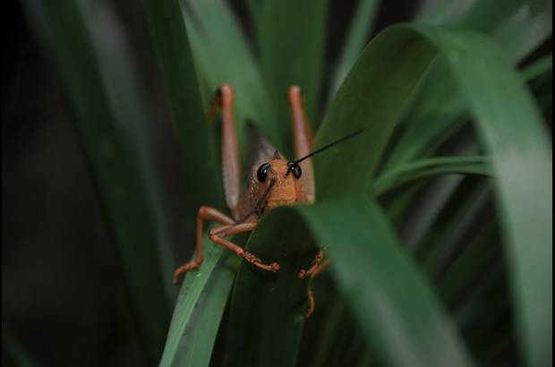 Cortes&#237;a - Antes de ingresar a la cueva y respetando las tradiciones, el Nohoch Mac, un sacerdote de descendencia maya, preside en medio de la selva un ritual de protecci&#243;n para quienes desean entrar.