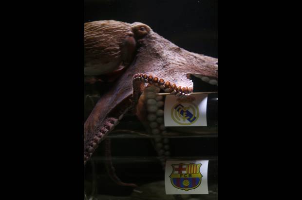 Reuters - El pulpo hizo su predicci&#243;n al escoger el cilindro de vidrio marcado con el escudo del Real. Sus due&#241;os buscan seguir as&#237; los pasos del pulpo Paul, c&#233;lebre en 2010, al acertar que Espa&#241;a ser&#237;a el campe&#243;n del Mundial de f&#250;tbol de Sud&#225;frica.