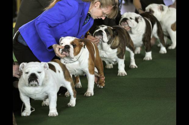 AFP - Los Bulldogs se preparan para el juzgamiento en la competencia de belleza Westminter anual Kennel Club Dog Show.