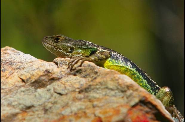 JULIO CESAR HERRERA Y DONALDO ZULUAGA - Colombia es pa&#237;s privilegiado en fauna y flora. En la biodiversidad hay oportunidades de desarrollo que son aprovechadas por quienes aman la naturaleza.