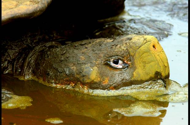 JULIO CESAR HERRERA Y DONALDO ZULUAGA - Colombia es pa&#237;s privilegiado en fauna y flora. En la biodiversidad hay oportunidades de desarrollo que son aprovechadas por quienes aman la naturaleza.