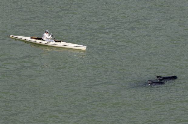 AP - Las ballenas son de la especie &quot;piloto&quot; o &quot;calder&#243;n com&#250;n&quot;, est&#225;n protegidas y son abundantes en el oc&#233;ano Atl&#225;ntico, suelen viajar en grupos numerosos y no es extra&#241;o que en ocasiones se desorienten y acaben varadas en aguas poco profundas.
